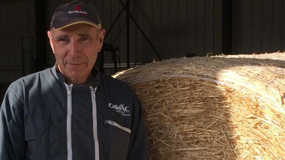 Christian Lermite est revenu à la culture du triticale pour la production de paille. © C. Lermite 